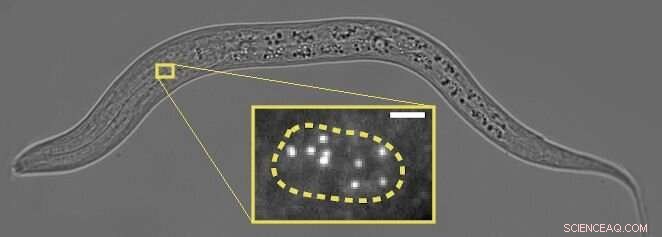 C. elegans Neuron Identity: Genetic Mechanism for Salt Detection