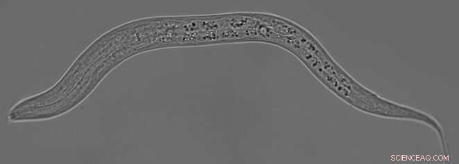 C. elegans Neuron Identity: Genetic Mechanism for Salt Detection