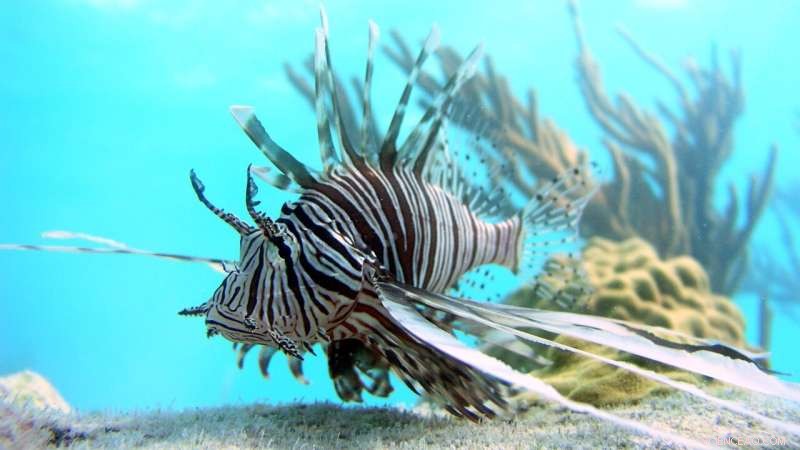 Effective Lionfish Capture Strategies: Dawn & Dusk Peak Efficiency - U of A Study