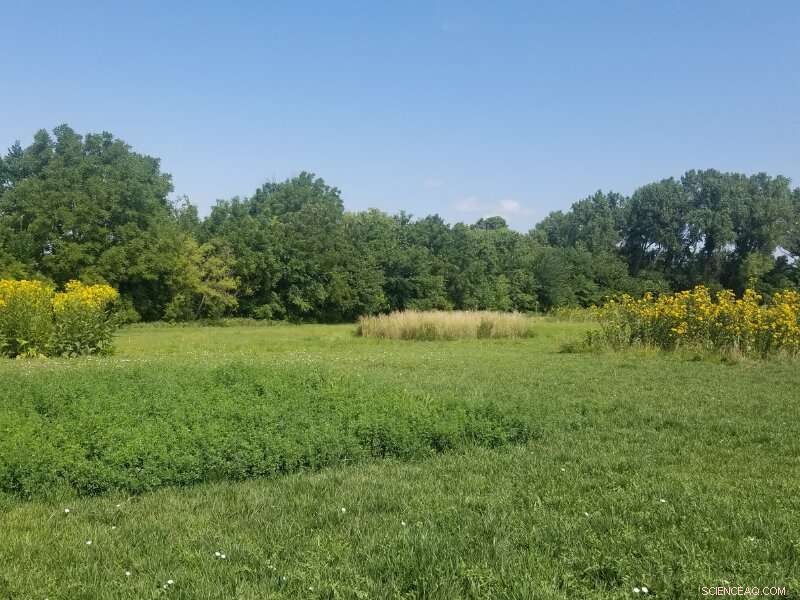 Beyond Prairie Mixes: Diverse Border Plantings for Enhanced Farmland Ecosystems