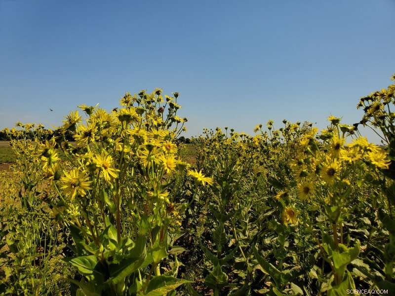 Beyond Prairie Mixes: Diverse Border Plantings for Enhanced Farmland Ecosystems
