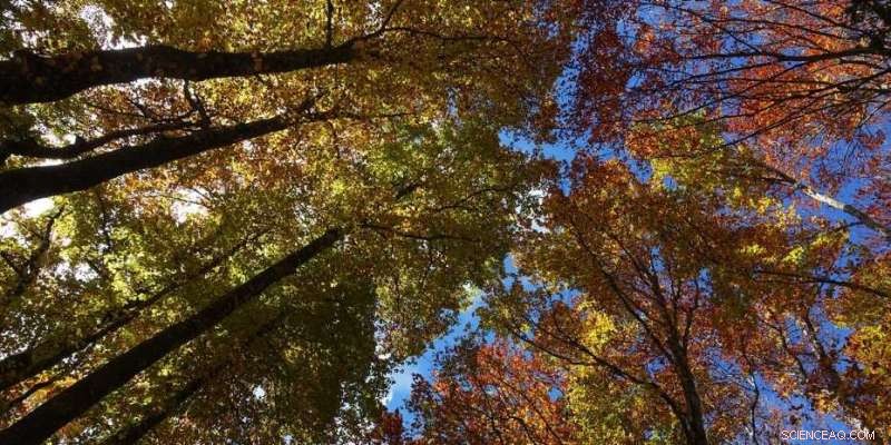 Unlocking Tree Growth: The Vital Role of Fungi in Forest Ecosystems