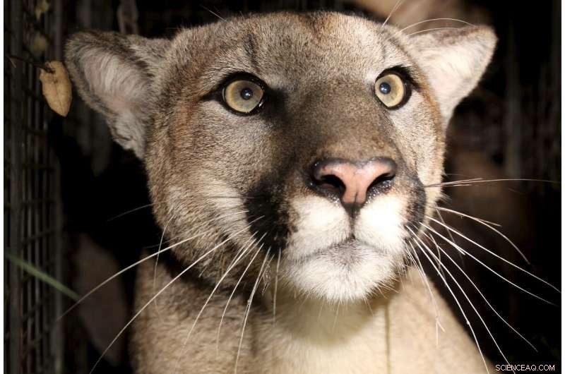 Inbreeding Threatens Southern California Mountain Lion Population