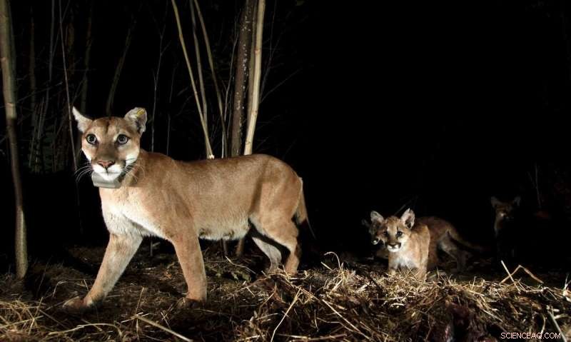 Inbreeding Threatens Southern California Mountain Lion Population