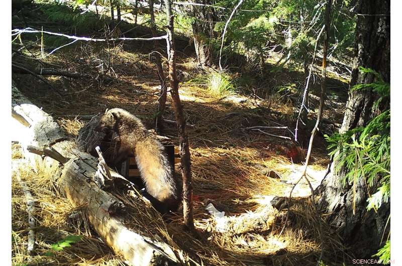 Wildfires & Logging Threaten Fisher Recovery: New Research