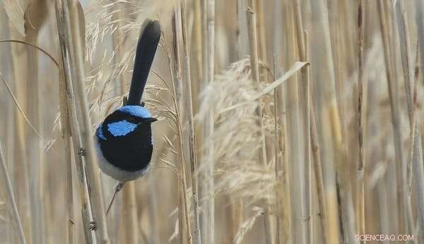 Unraveling Complexity: Fairy-Wren Societies Mirror Human Social Structures