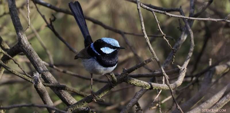 Unraveling Complexity: Fairy-Wren Societies Mirror Human Social Structures