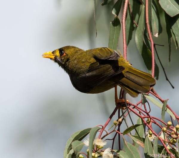 Unraveling Complexity: Fairy-Wren Societies Mirror Human Social Structures