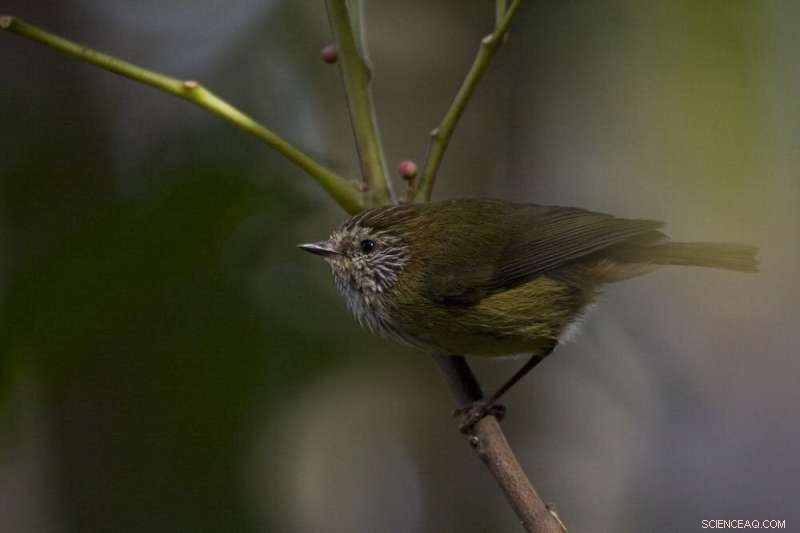 Unraveling Complexity: Fairy-Wren Societies Mirror Human Social Structures