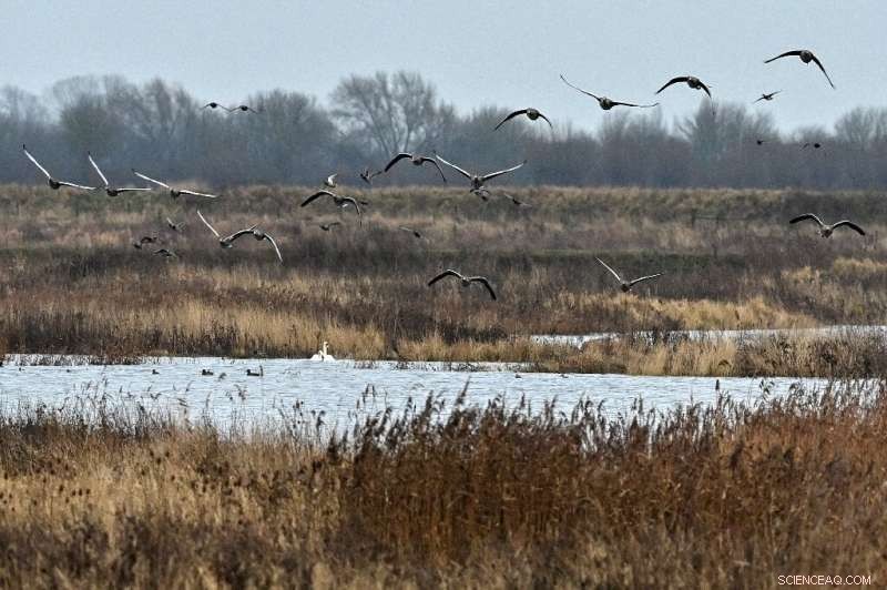 Former Quarry Restored: A Sanctuary for Endangered UK Birds