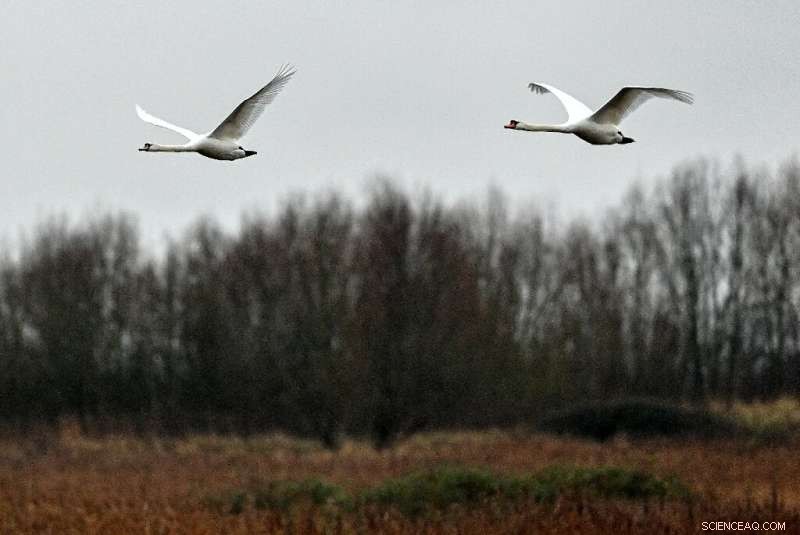 Former Quarry Restored: A Sanctuary for Endangered UK Birds