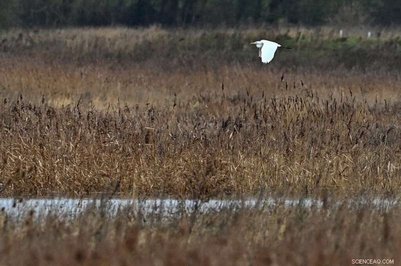 Former Quarry Restored: A Sanctuary for Endangered UK Birds