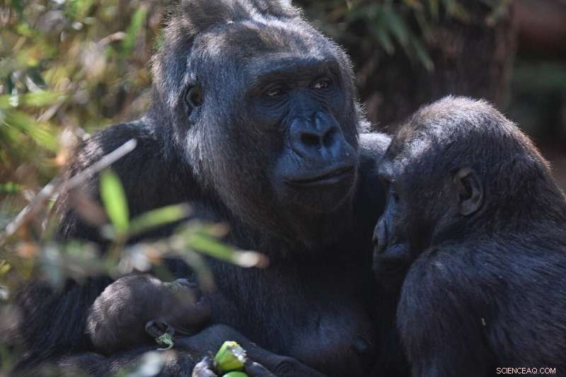 Rare Gorilla Born in Virunga National Park – A Sign of Hope for Endangered Species