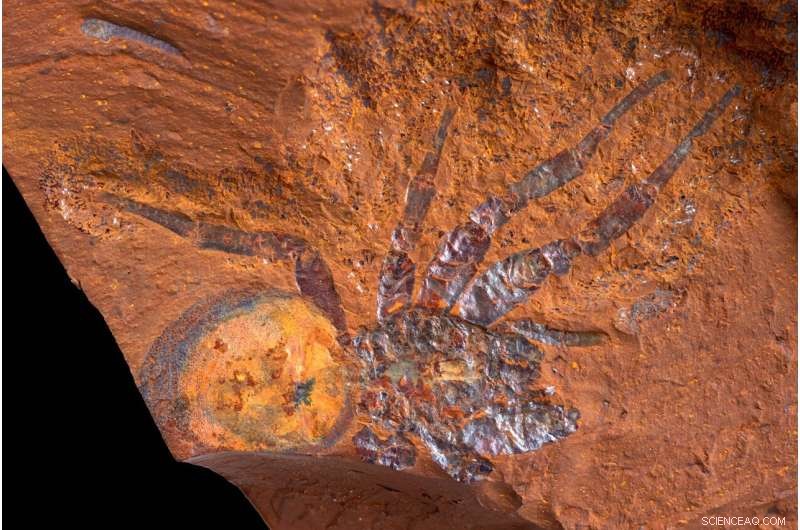 New Fossil Site in Australia Yields Ancient Spider Fossil