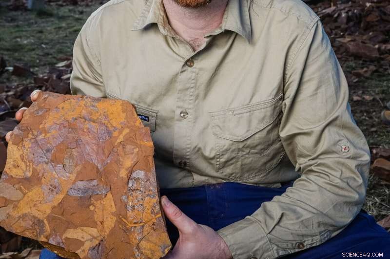 New Fossil Site in Australia Yields Ancient Spider Fossil