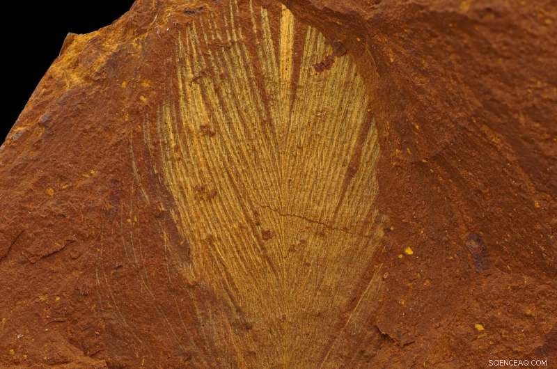 New Fossil Site in Australia Yields Ancient Spider Fossil