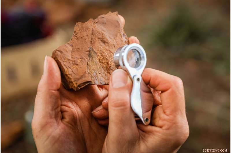 New Fossil Site in Australia Yields Ancient Spider Fossil