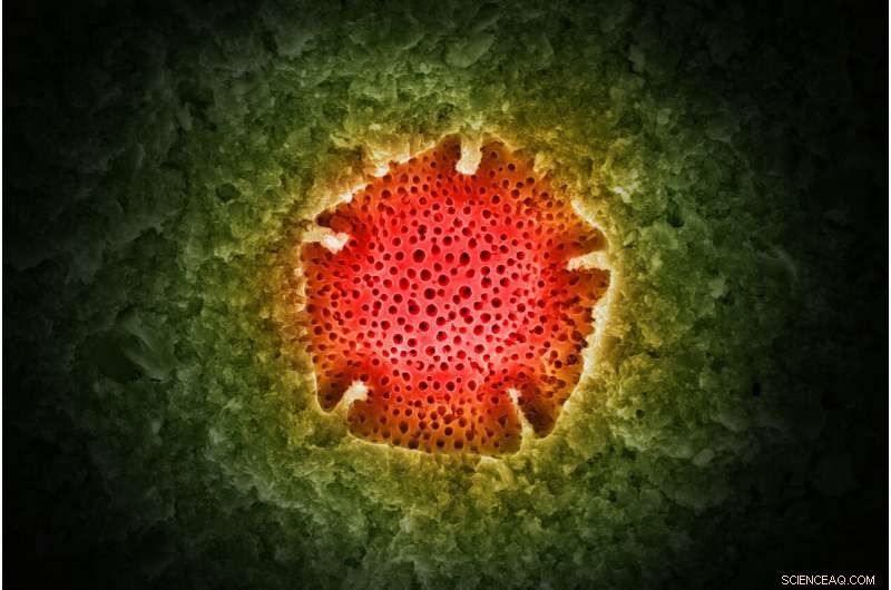 New Fossil Site in Australia Yields Ancient Spider Fossil