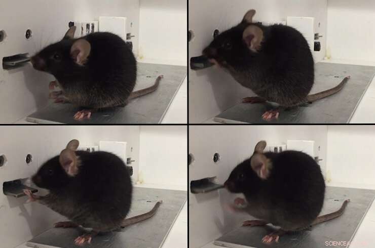 Understanding Motivation: The Neural Mechanisms Driving Behavior