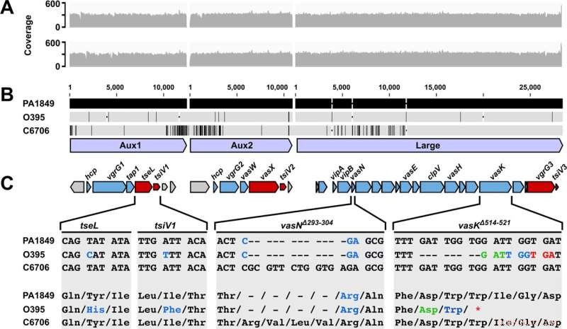 Cholera Pandemic Evolution: Tracking Strain Replacement During the 7th Pandemic