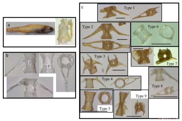 Interglacial Fish Dominance: New Evidence from Vertebrae Analysis