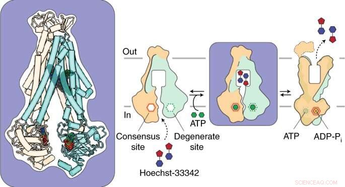 Understanding Bacterial Drug Resistance: New Research Reveals Key Mechanisms