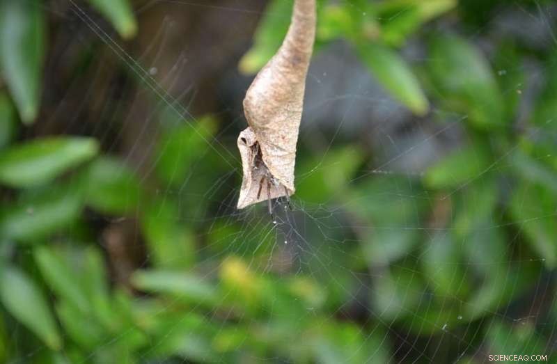 Leaf-Curling Spiders: Mating & Nest Building in Australia