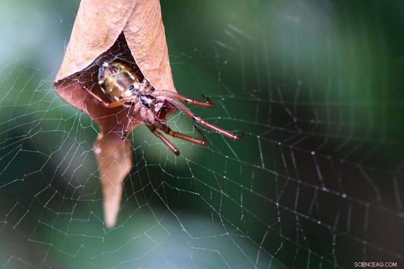 Leaf-Curling Spiders: Mating & Nest Building in Australia