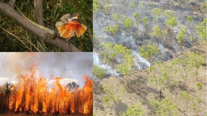 Wildfire Impacts on Wildlife: Understanding Animal Survival and Recovery