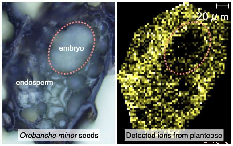 Planteose: Understanding its Role in Parasitic Plant Nutrition