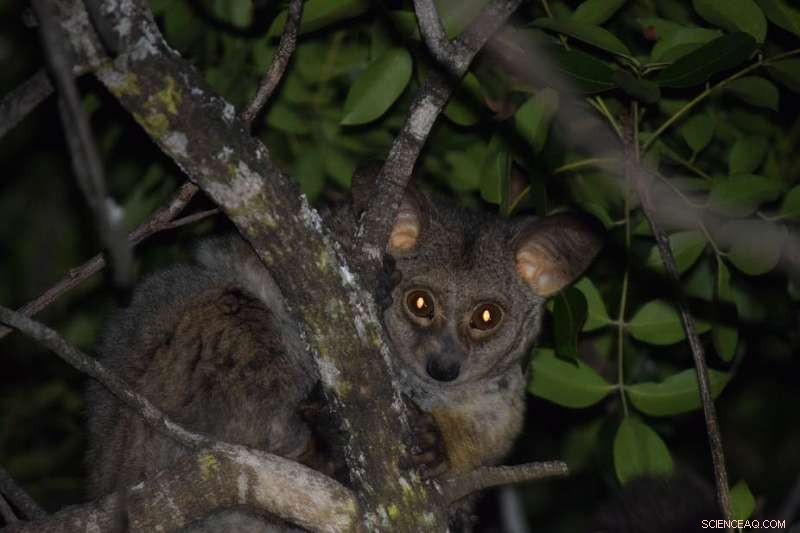Bushbaby Stress: Understanding Their Wellbeing and Behavior