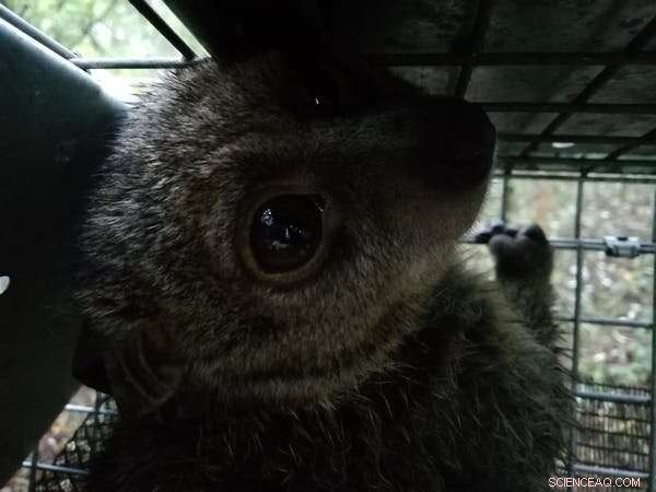 Bushbaby Stress: Understanding Their Wellbeing and Behavior