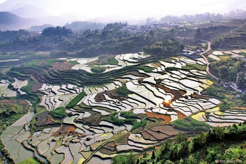 Unlocking Ancient Secrets: Preservation of Chuaria Fossils in Lantian Biota