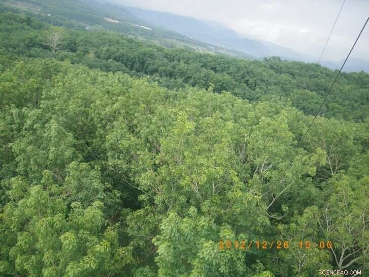 Hailstorm Impacts Rubber Tree Growth in Xishuangbanna: A Carbon-Water Coupling Study