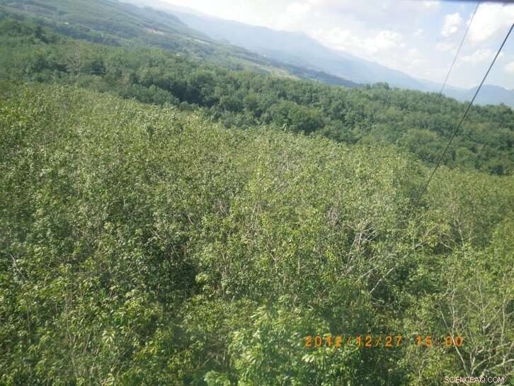 Hailstorm Impacts Rubber Tree Growth in Xishuangbanna: A Carbon-Water Coupling Study