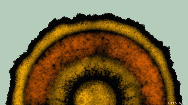 Bacteria Exhibit Complex Patterning Behavior – New Insights into Microbial Organization