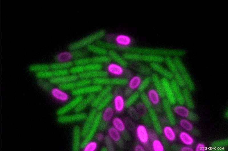 Bacteria Exhibit Complex Patterning Behavior – New Insights into Microbial Organization