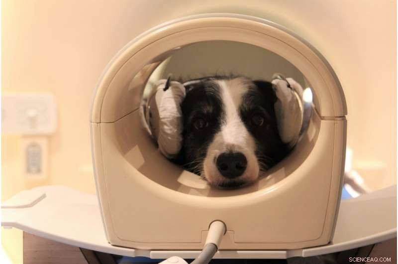 Dogs Understand Language: New Study Reveals Brain Activity