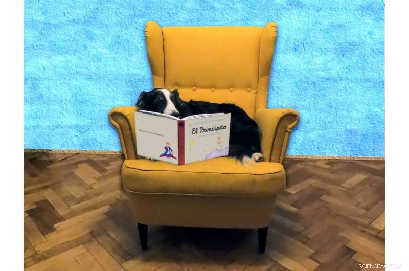 Dogs Understand Language: New Study Reveals Brain Activity