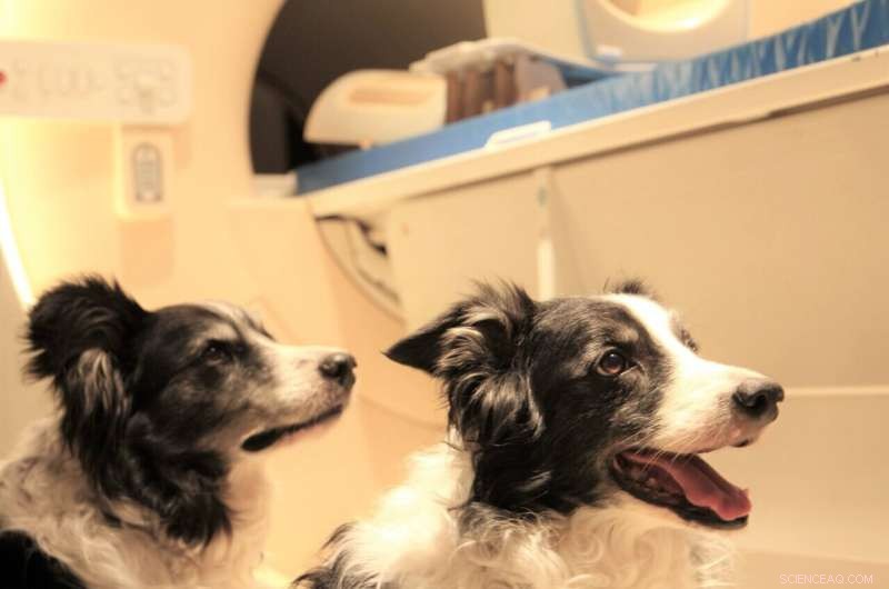 Dogs Understand Language: New Study Reveals Brain Activity