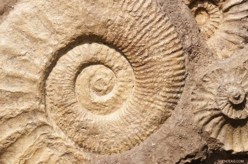 Colonial Bias Skews Fossil Record: New Study Reveals Impacts on Paleontology