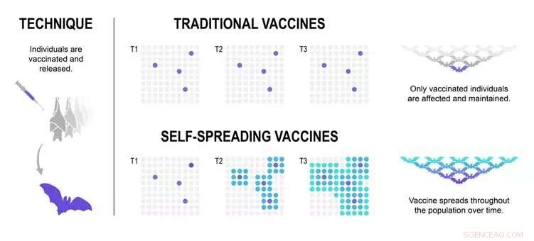 Self-Spreading Animal Vaccines: A New Approach to Population Immunity