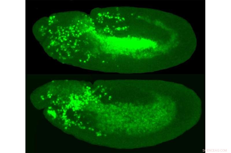 Immune Cell Invasion Mechanism Uncovered: Key to Fighting Infections & Cancer