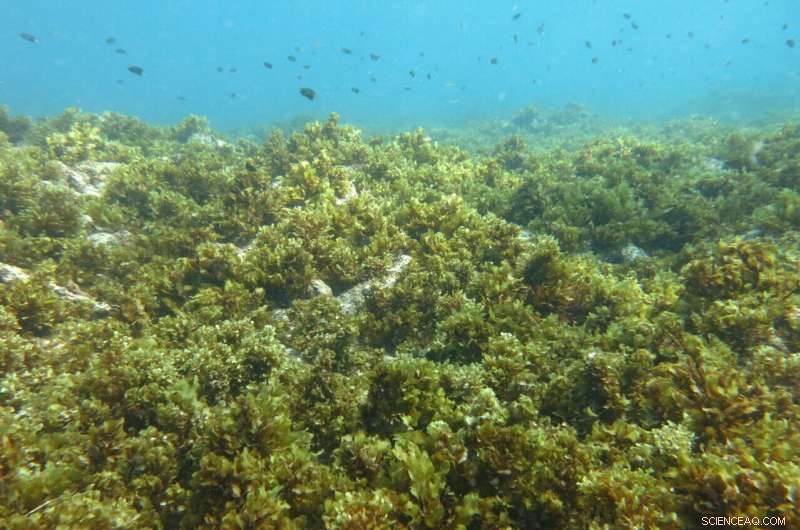 Bleached Coral Reefs Still Provide Vital Seafood, Offering Hope for Food Security