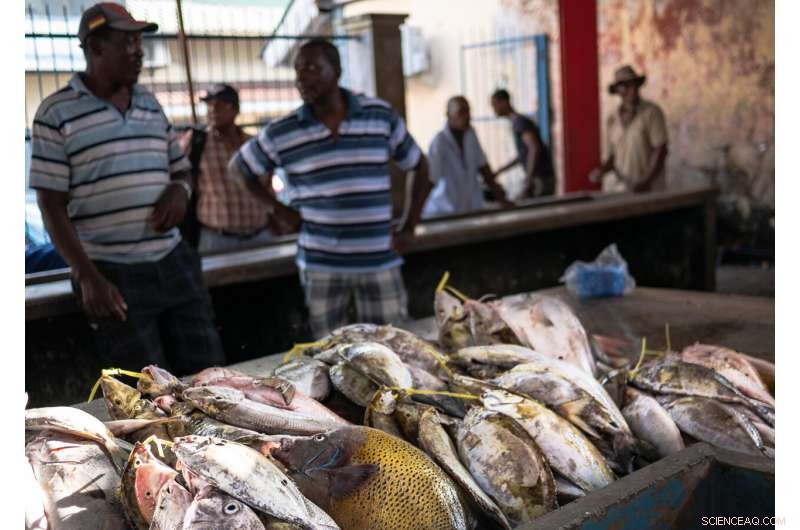Bleached Coral Reefs Still Provide Vital Seafood, Offering Hope for Food Security