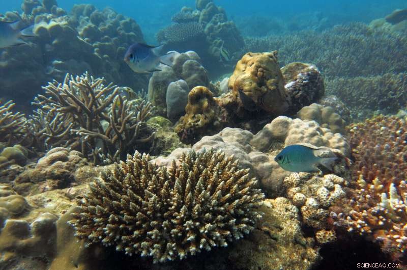 Bleached Coral Reefs Still Provide Vital Seafood, Offering Hope for Food Security