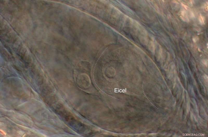 Gene Discovery Enables Clonal Seed Production in Crops