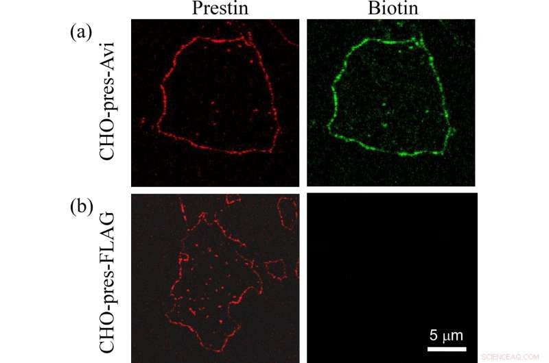 Prestin Membrane Structure: Insights into Inner Ear Hearing Amplification