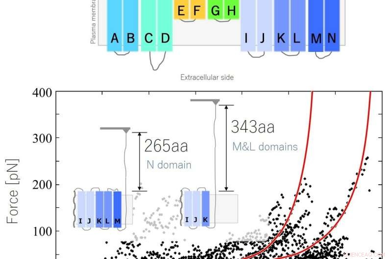Prestin Membrane Structure: Insights into Inner Ear Hearing Amplification