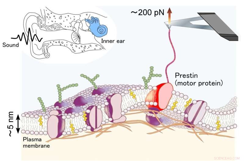 Prestin Membrane Structure: Insights into Inner Ear Hearing Amplification